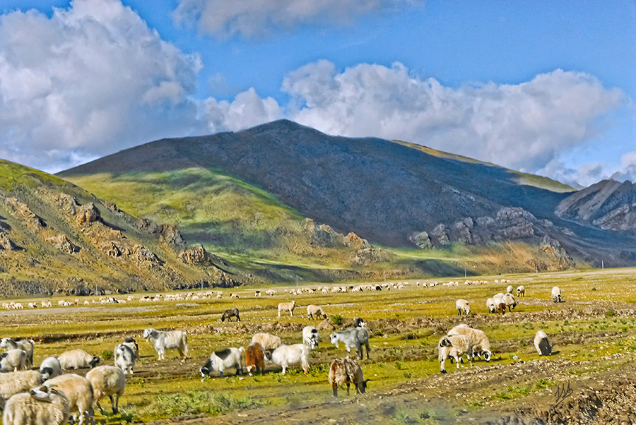 A herd of cattle grazing in the grass.